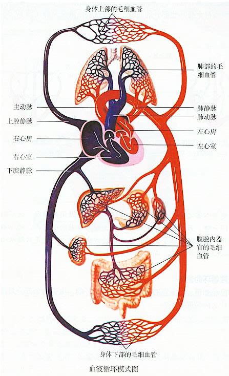 血液循环简图|血液循环系统